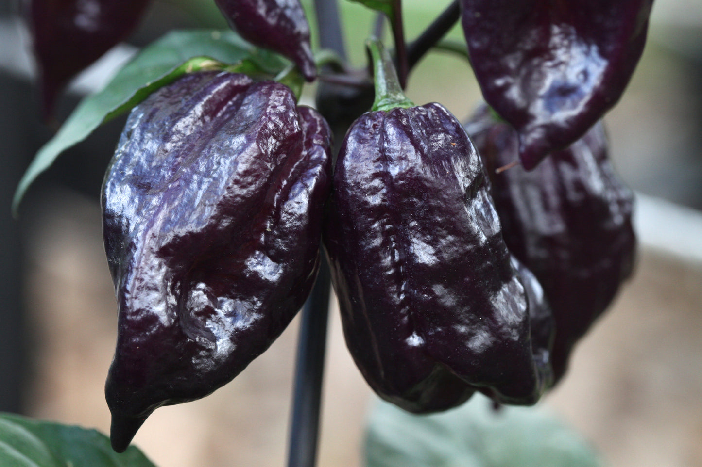 Yaki Blue (Purple Bhut)