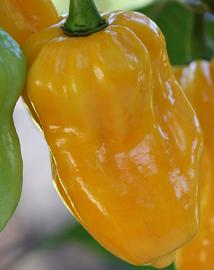 Habanero Golden Yellow