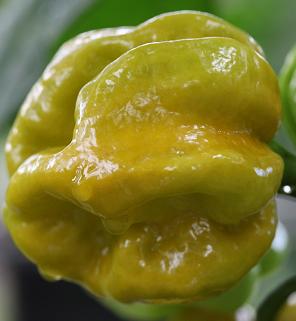 Habanero