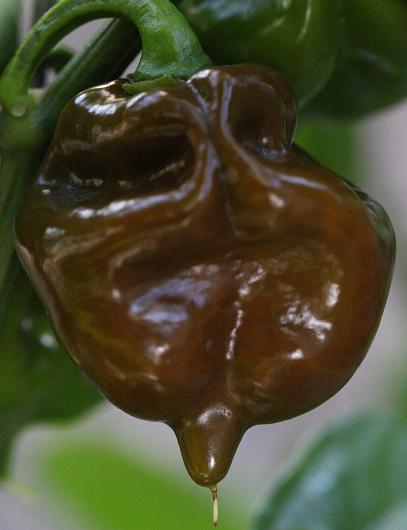 Habanero Black Stinger