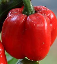 Trinidad 7 Pod Cross 7 Pod XXL