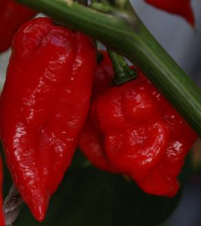 Naga Bhut Jolokia (Ghost Chilli) Cross Scorpion TCF