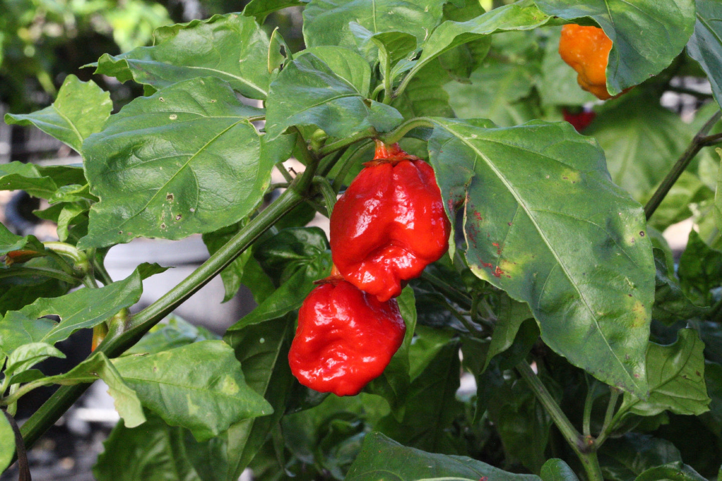 Trinidad 7 Pod Bubblegum Chilli