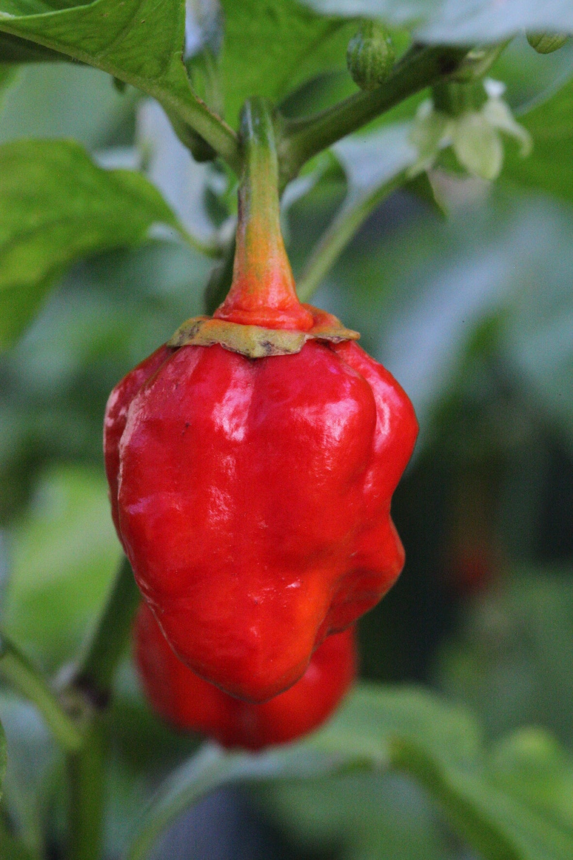 Trinidad 7 Pod Bubblegum Chilli