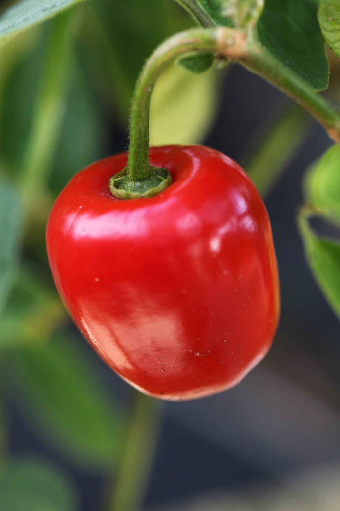 Rocoto Manzano
