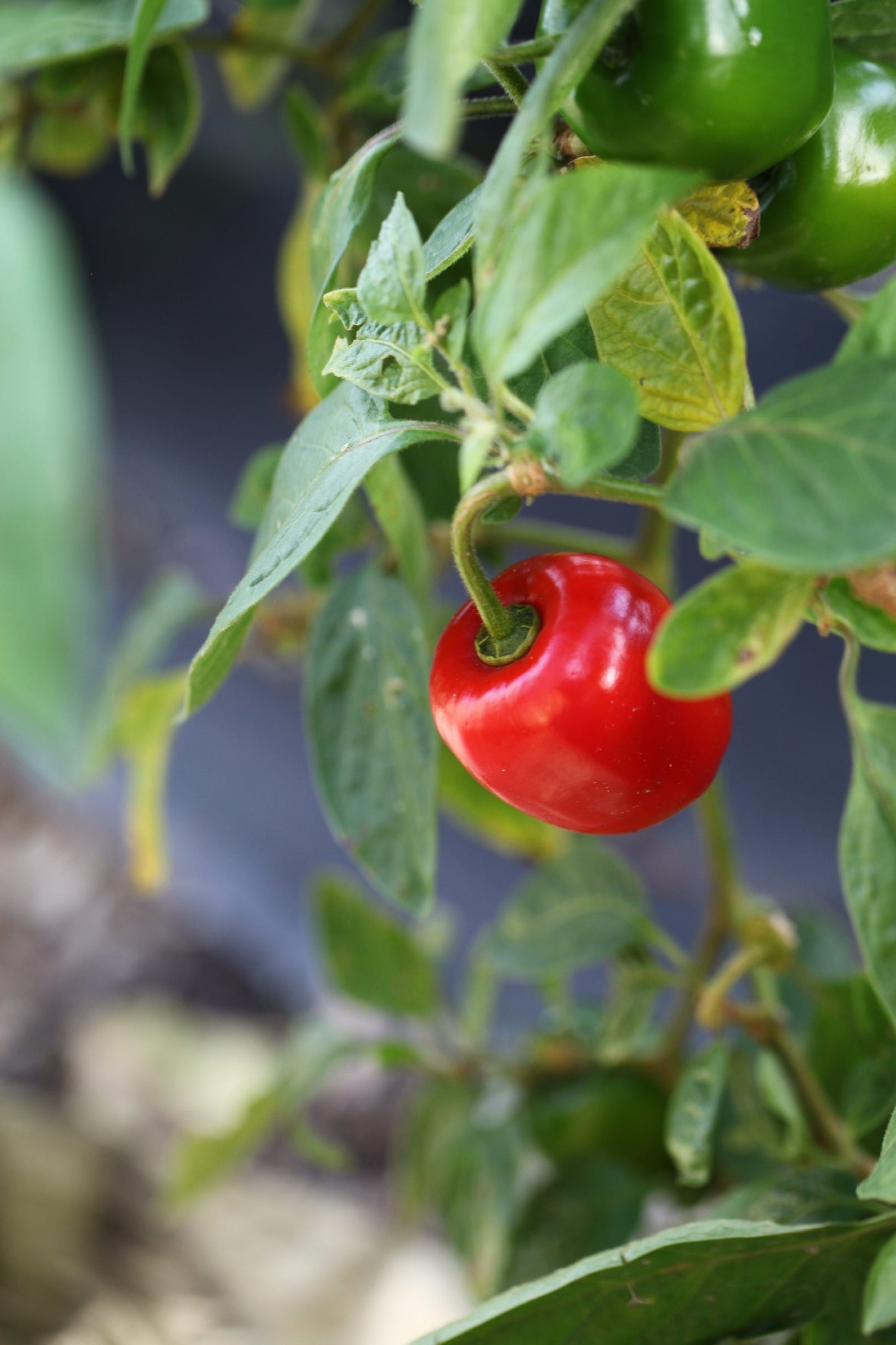 Rocoto Manzano
