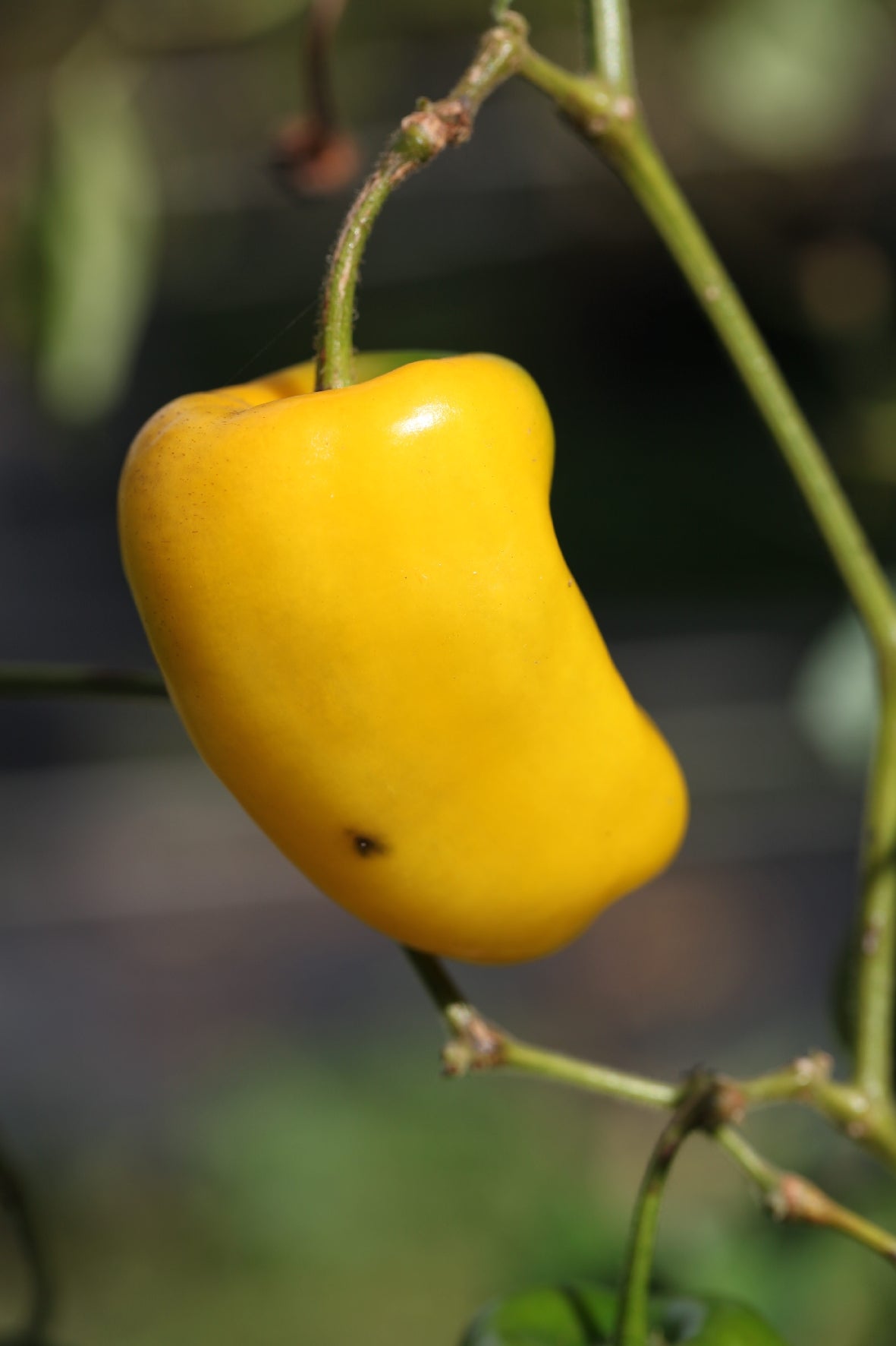 Rocoto Manzano