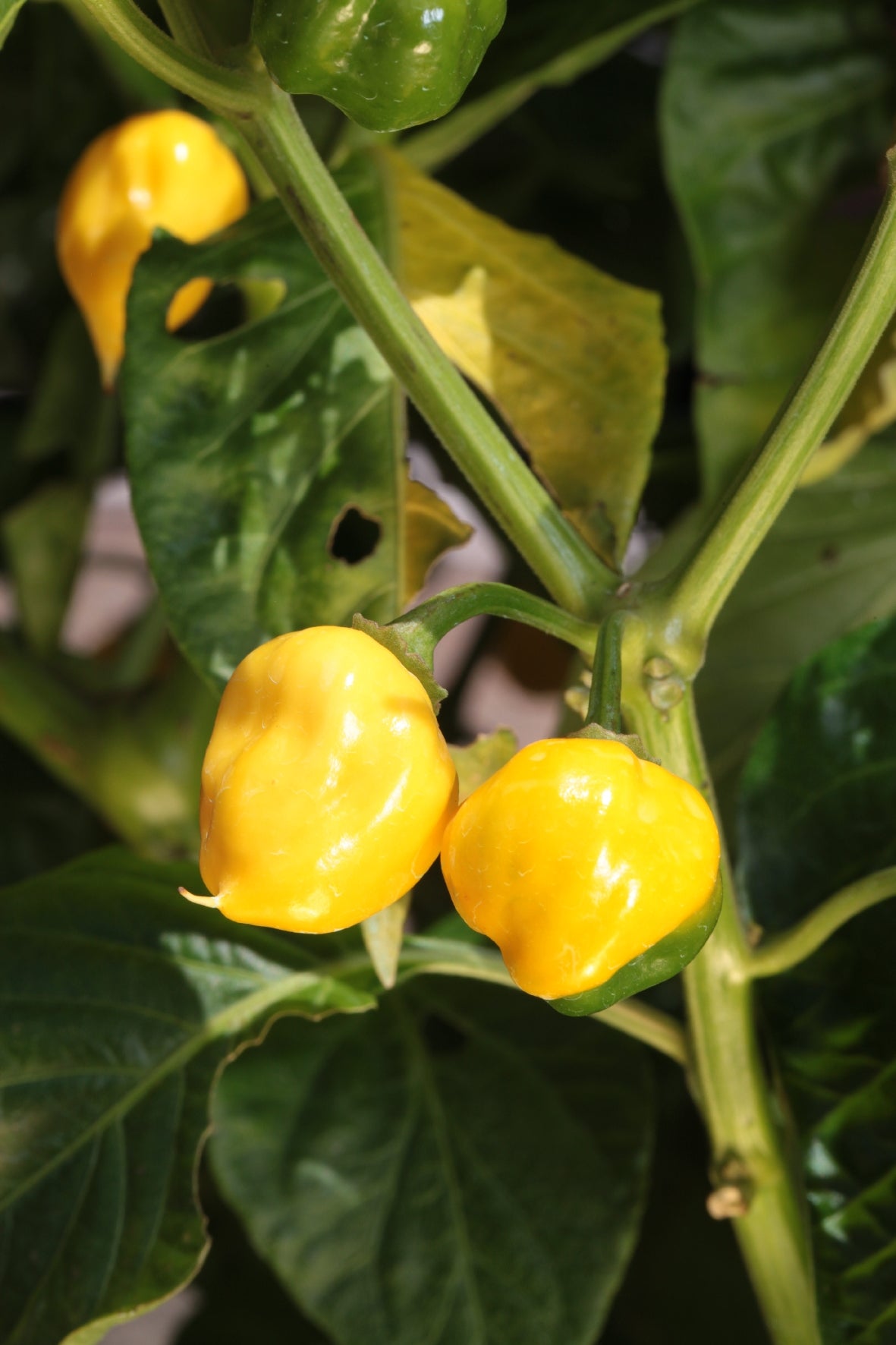 Trinidad 7 Pod Primo