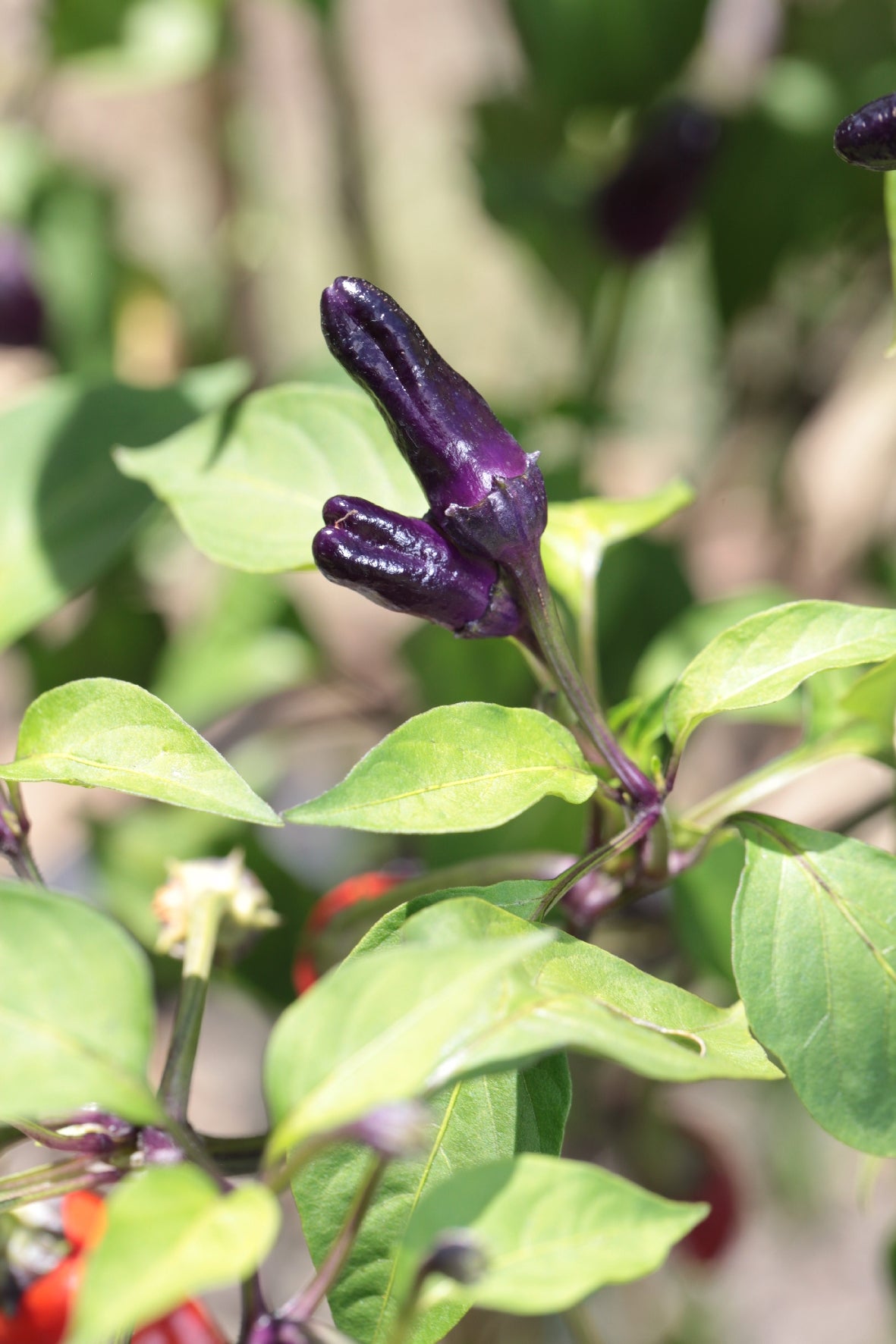 Scorpion Tongue Black