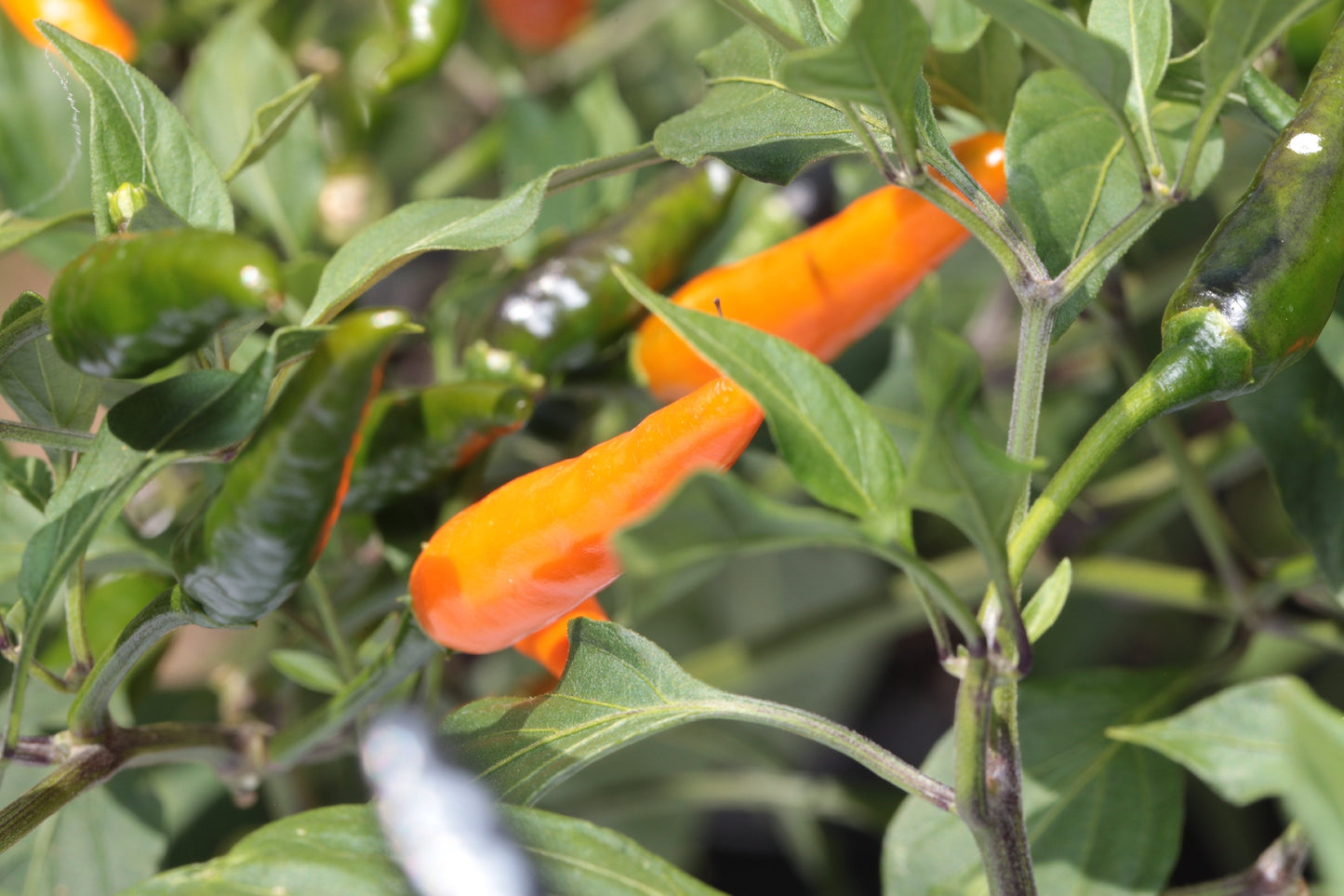 Cobra Chilli