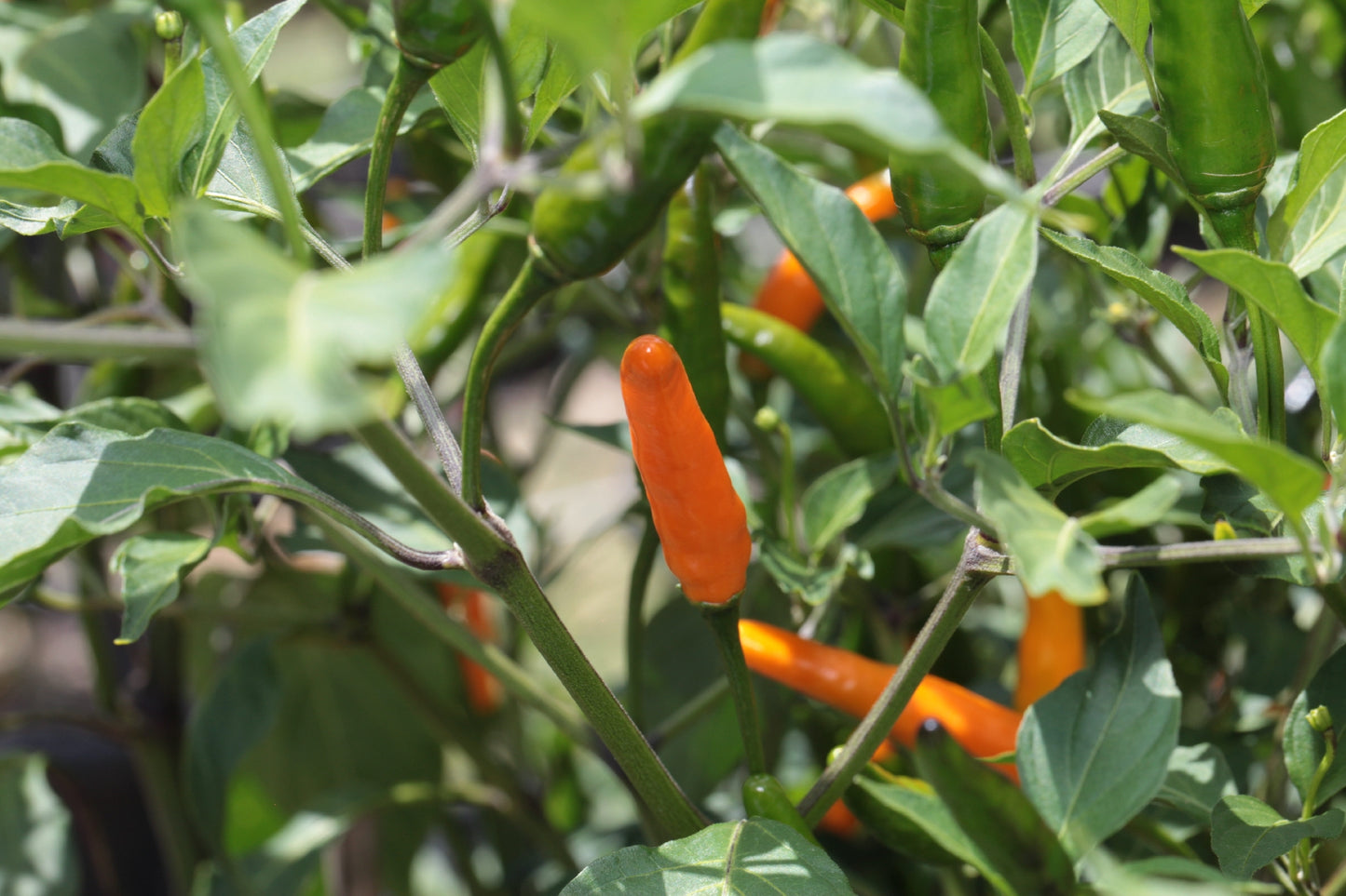 Cobra Chilli