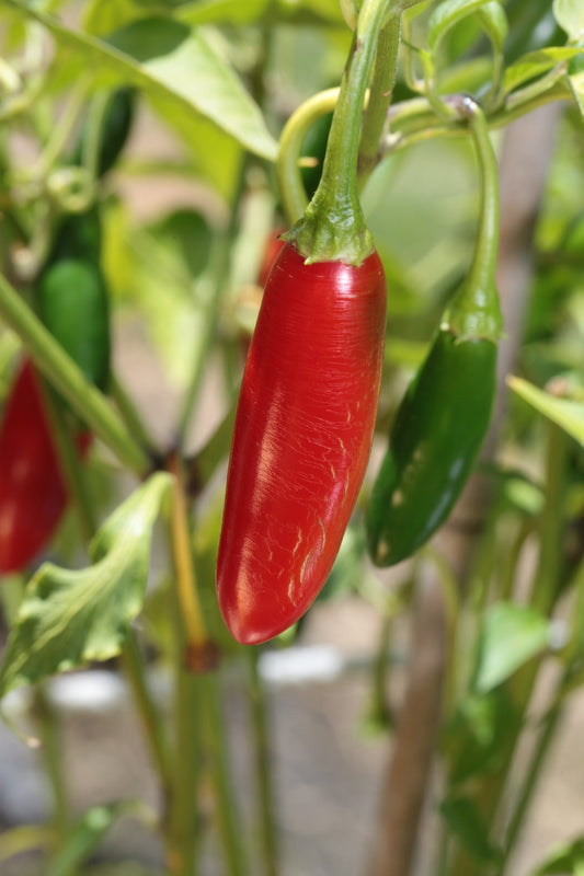 Serrano Chilli