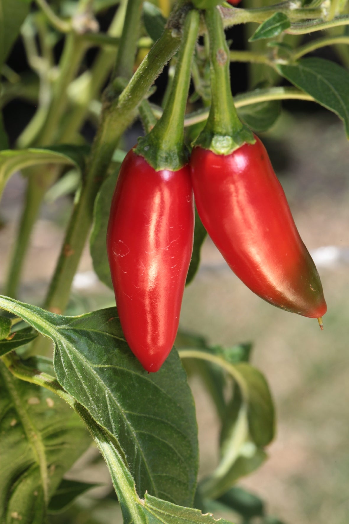 Serrano Chilli