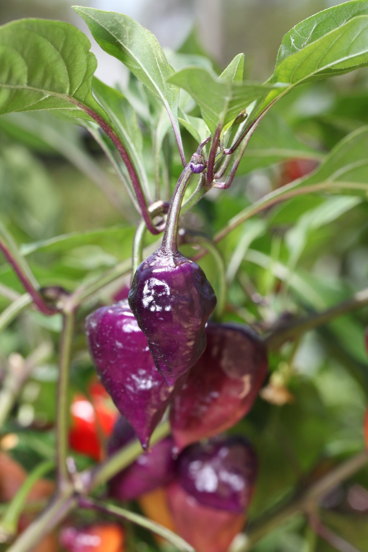 Purple UFO Chilli