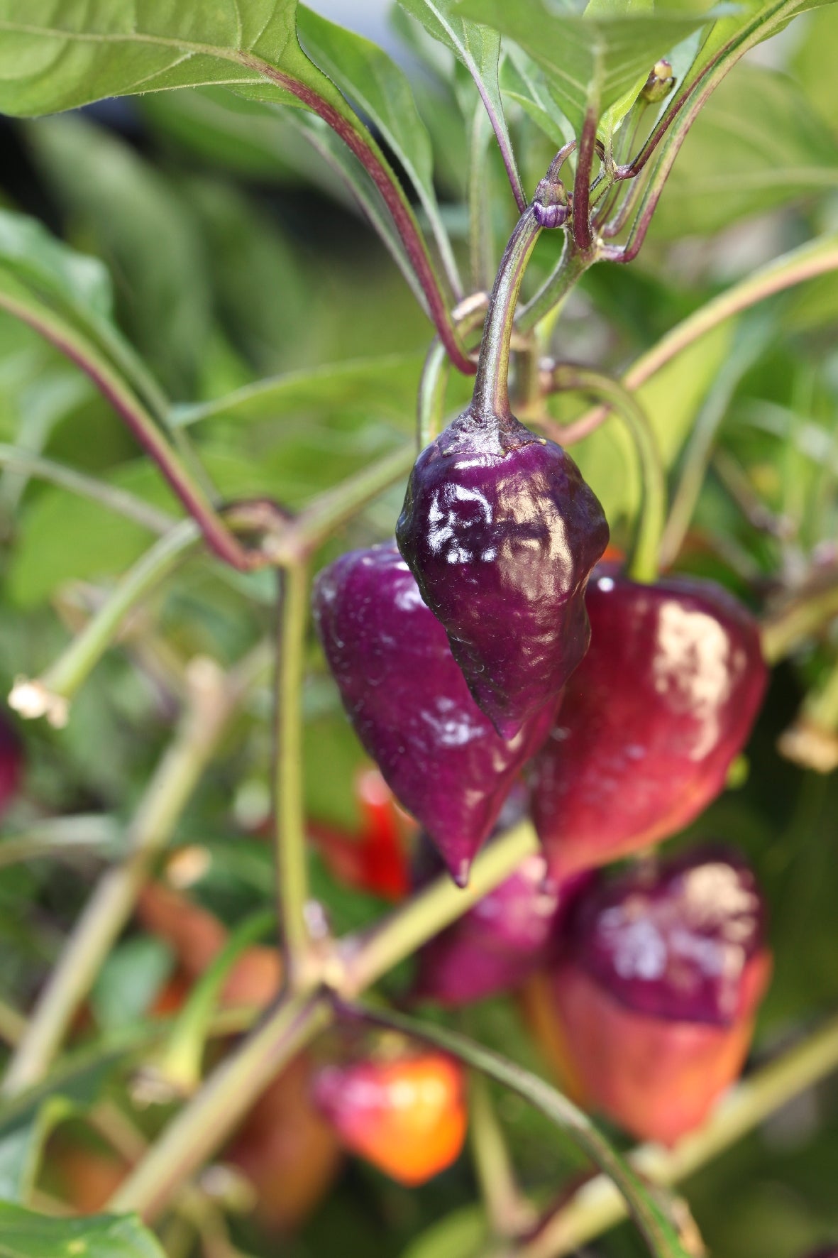 Purple UFO Chilli