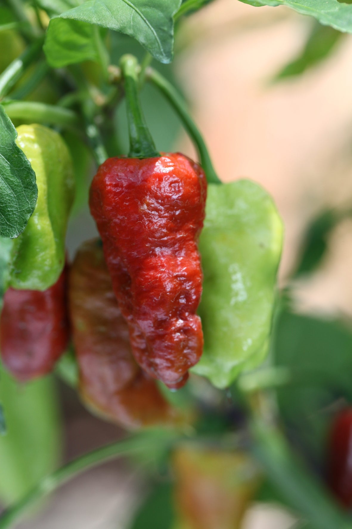 Bhutlah SLP