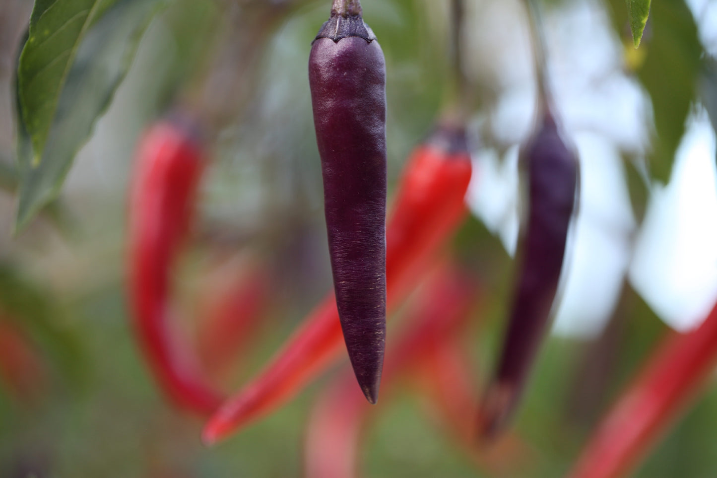Purple Haze