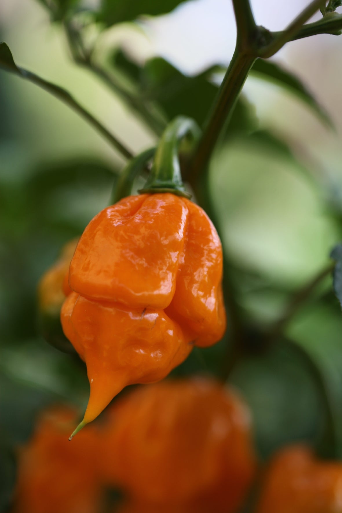 Trinidad Scorpion Cardi