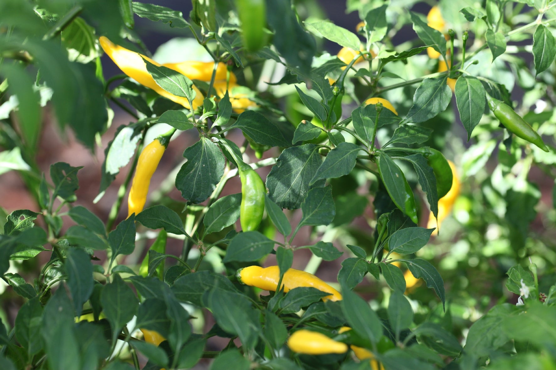 aji pineapple plant Aji Pineapple – The Chilli Factory