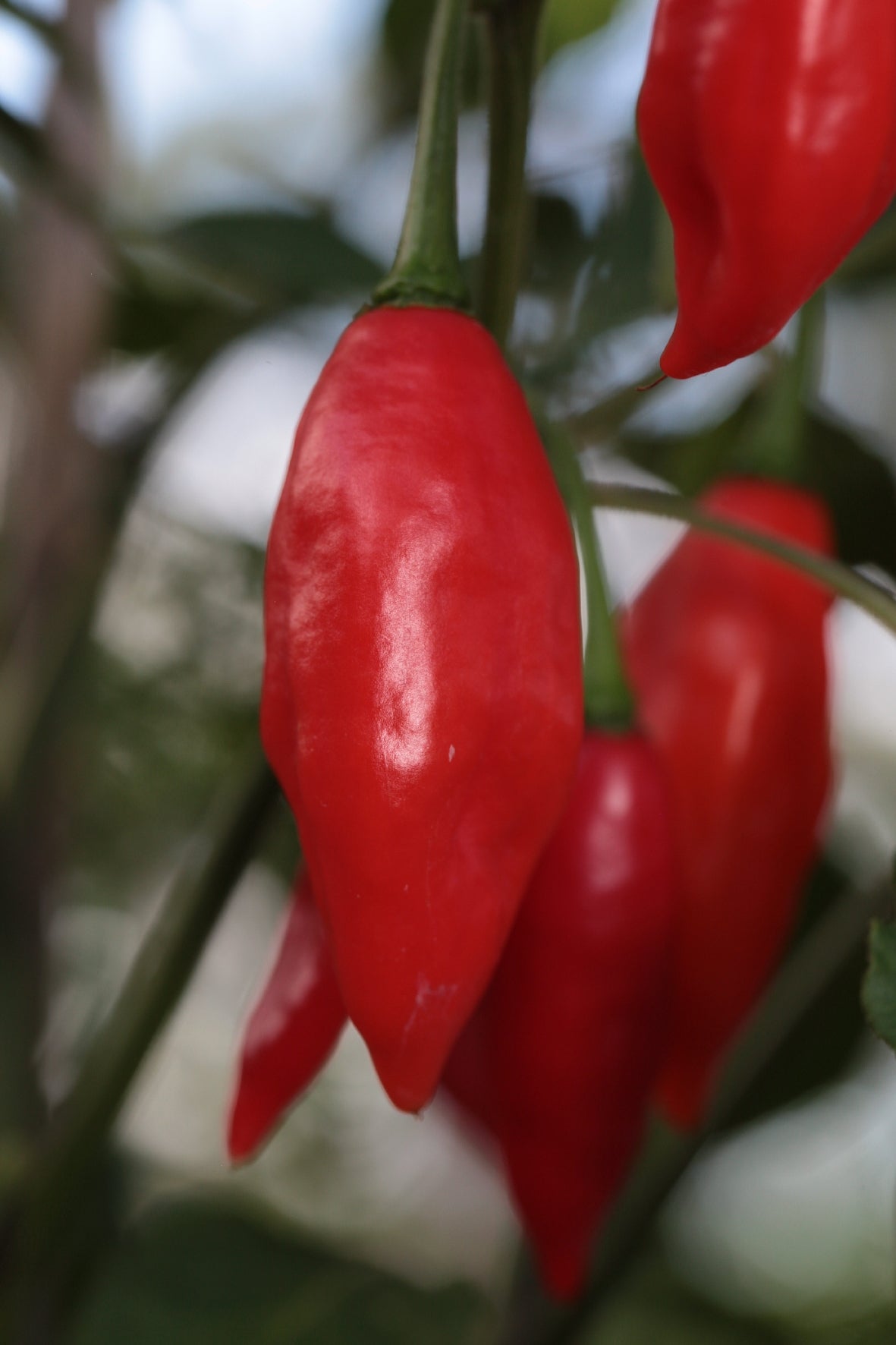 Habanero Hot Pepper Lantern