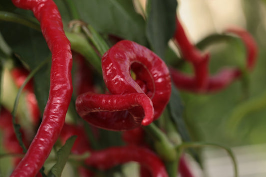 Bangalore Whippets Tail