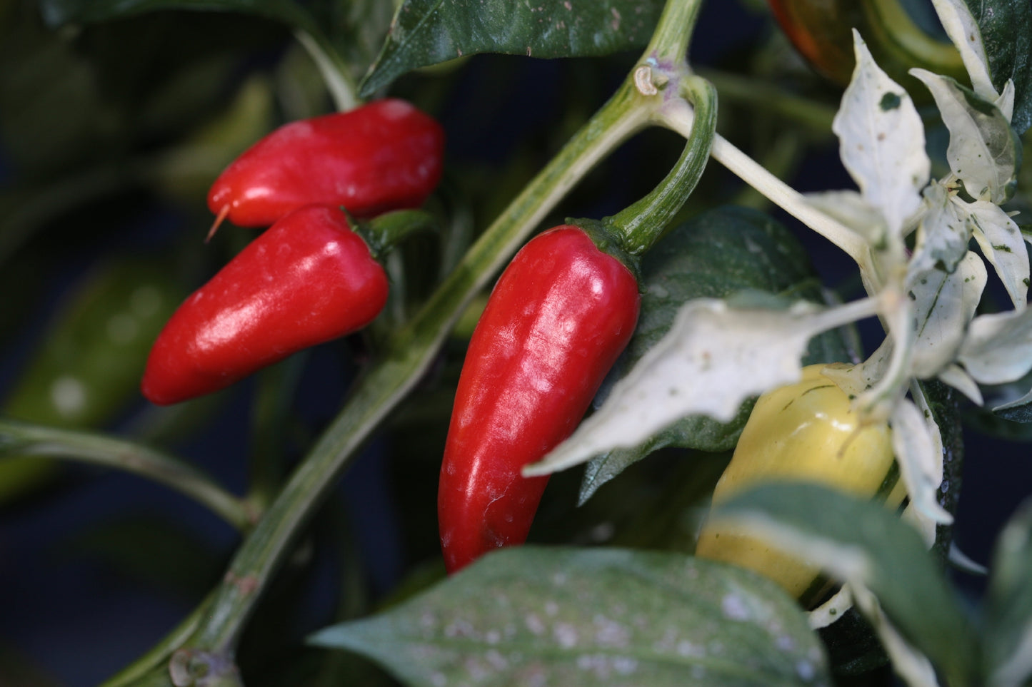 Fish Pepper