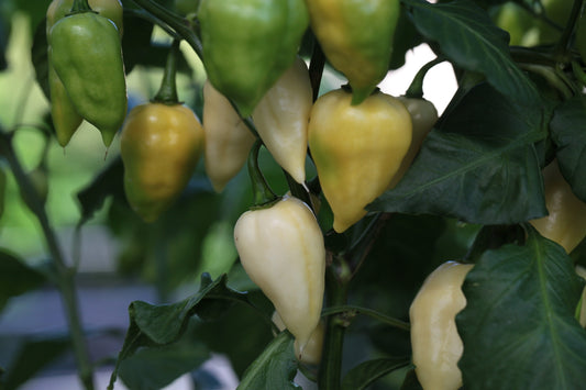 Fatalii