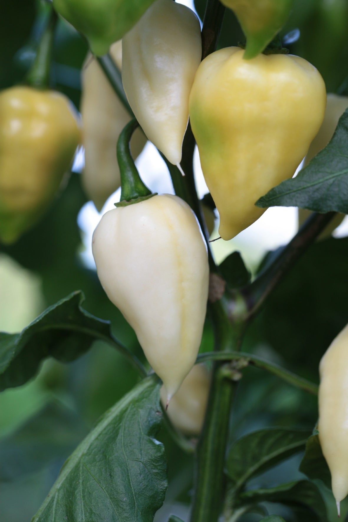 Fatalii