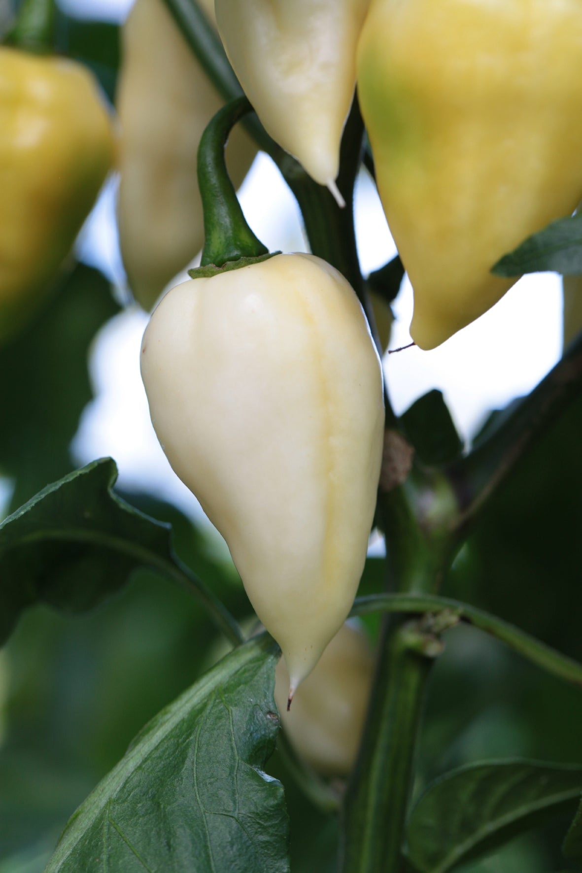 Fatalii