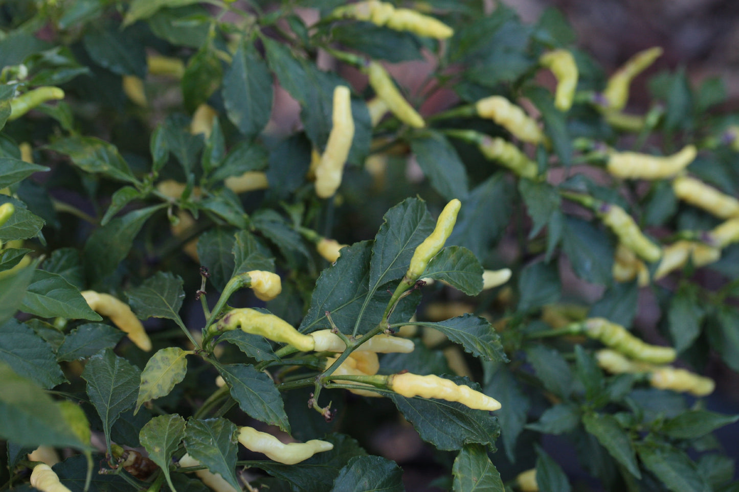 Habanero Aribibi Gusano (Caterpillar Chilli)