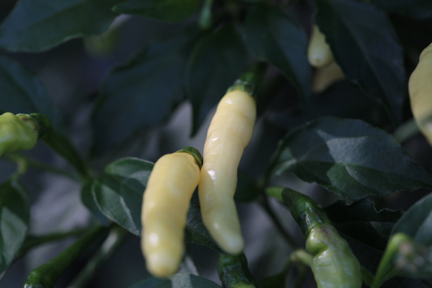 Habanero Aribibi Gusano (Caterpillar Chilli)