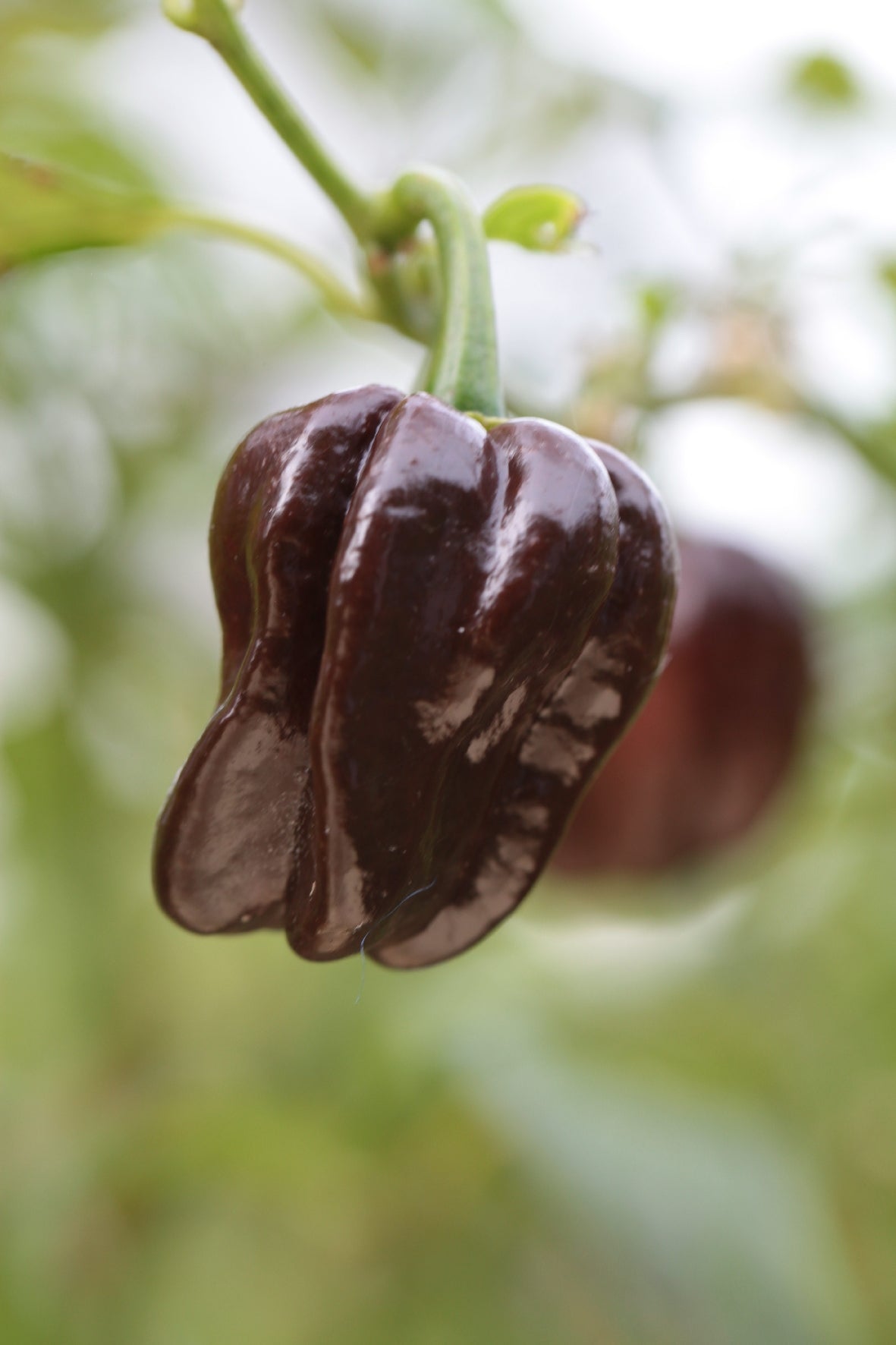 Habanero