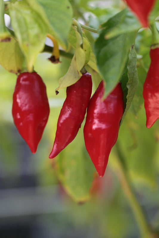 Trinidad 7 Pod Chaguanas