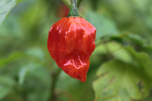 Trinidad 7 Pod Barrackpore