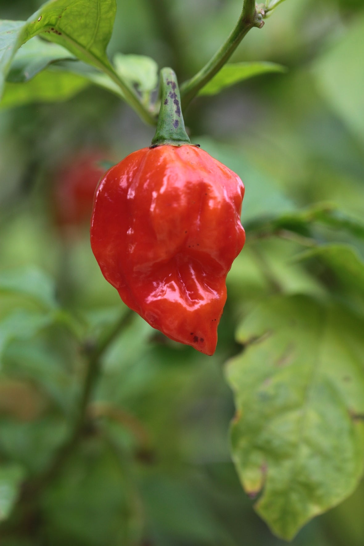 Trinidad 7 Pod Barrackpore