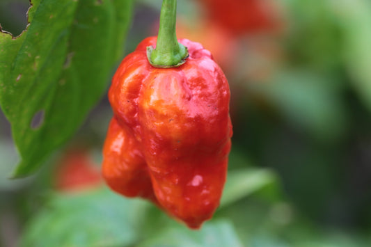 Trinidad 7 Pod Cross Infinity Red