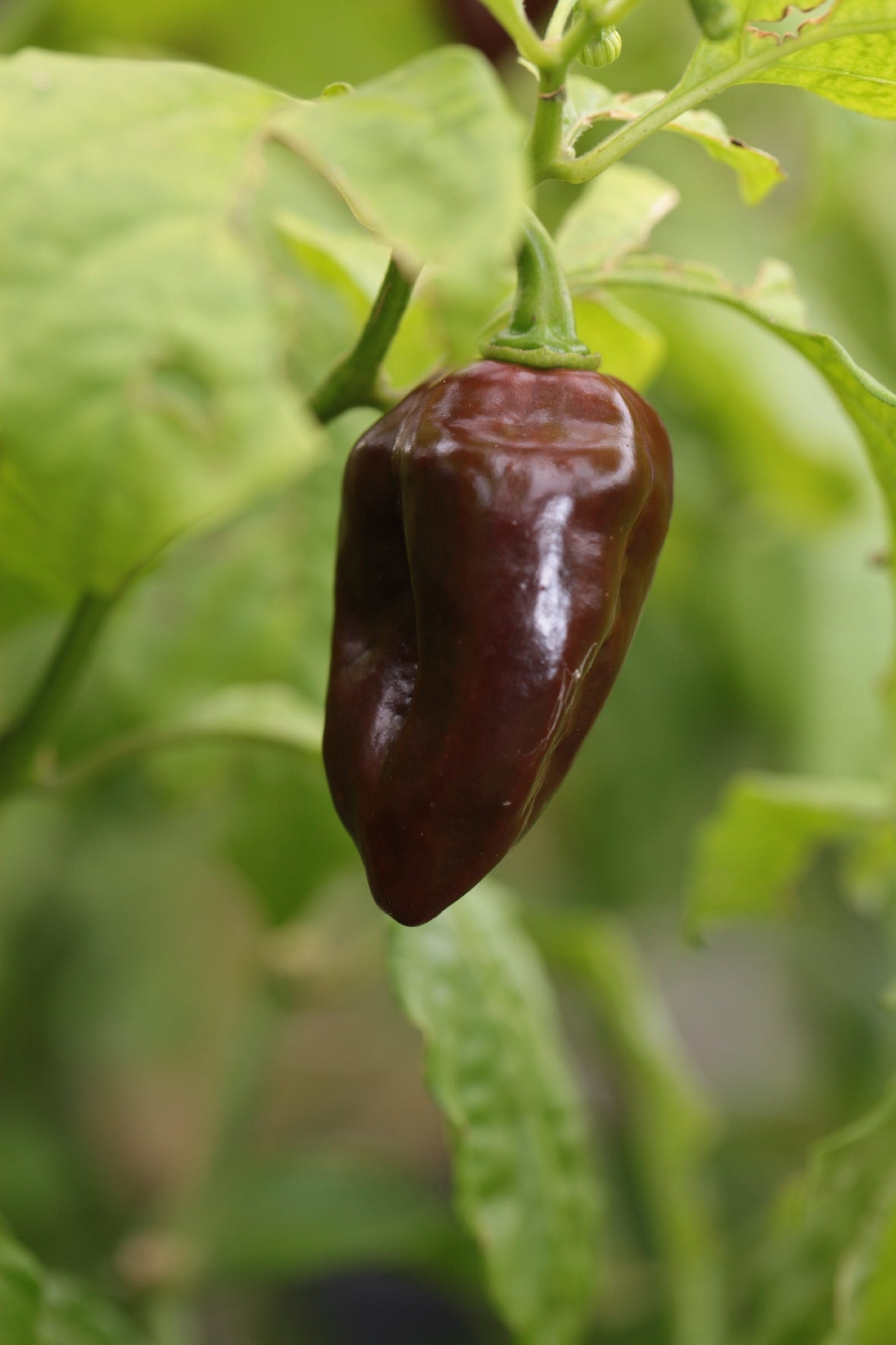 Devil's Tongue