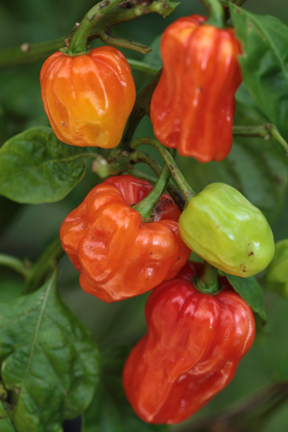 Aji Chombo
