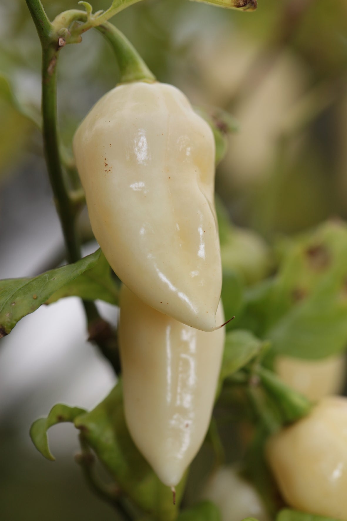 Naga Bhut Jolokia (Ghost Chilli)