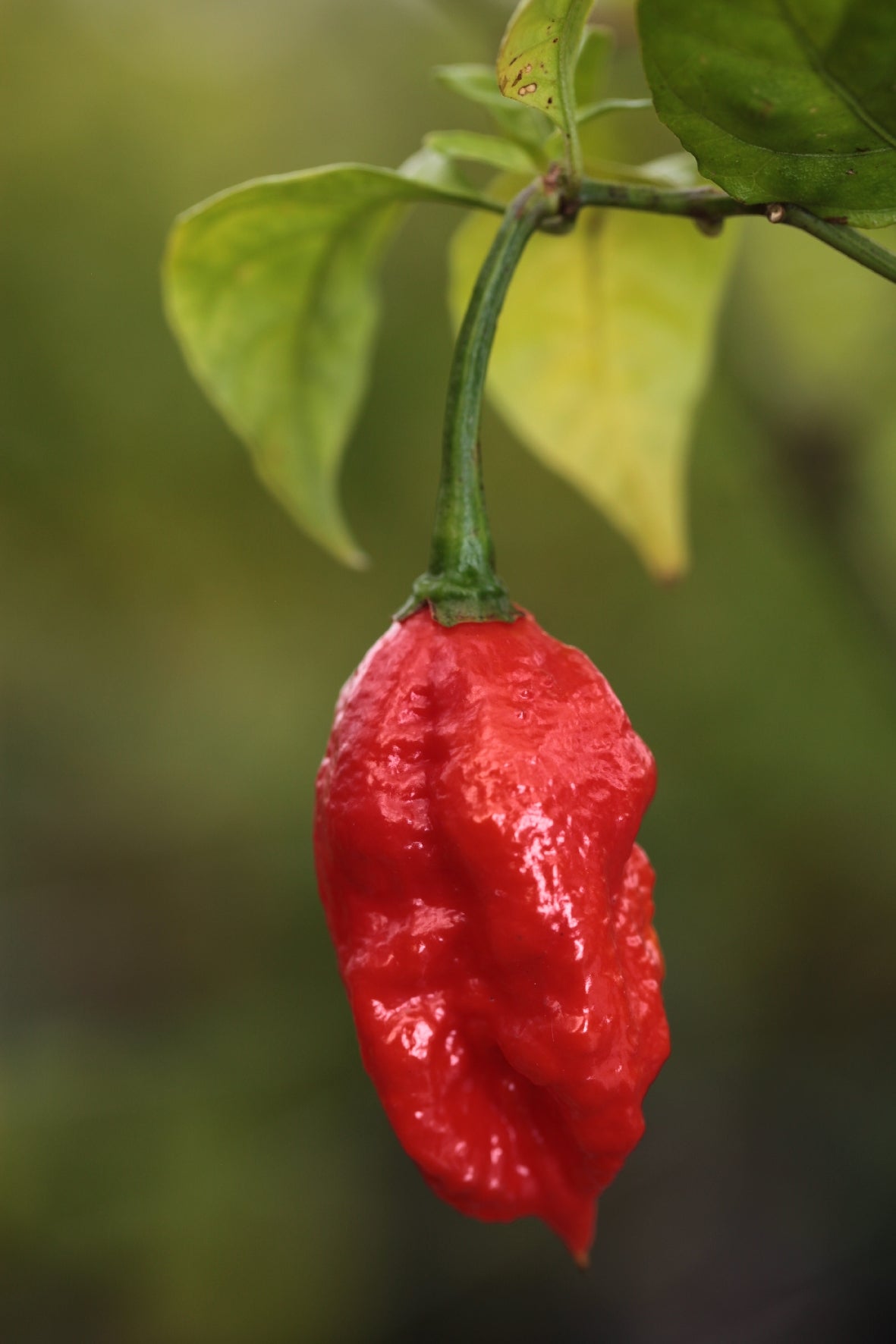 Trinidad 7 Pod Primo
