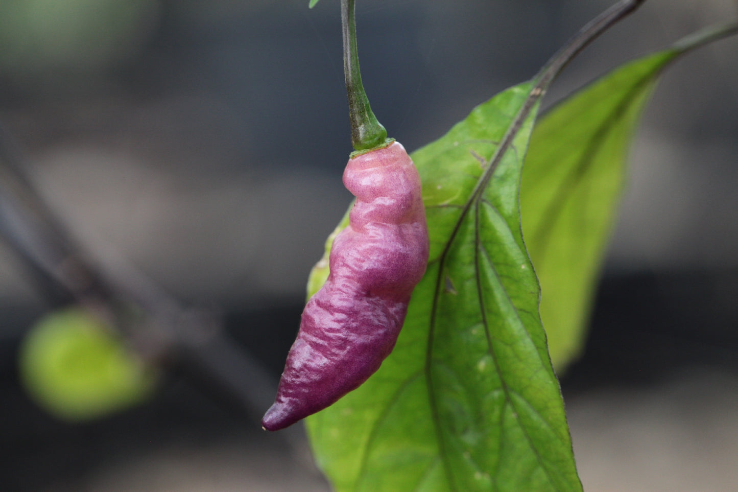 Pink Tiger Chilli