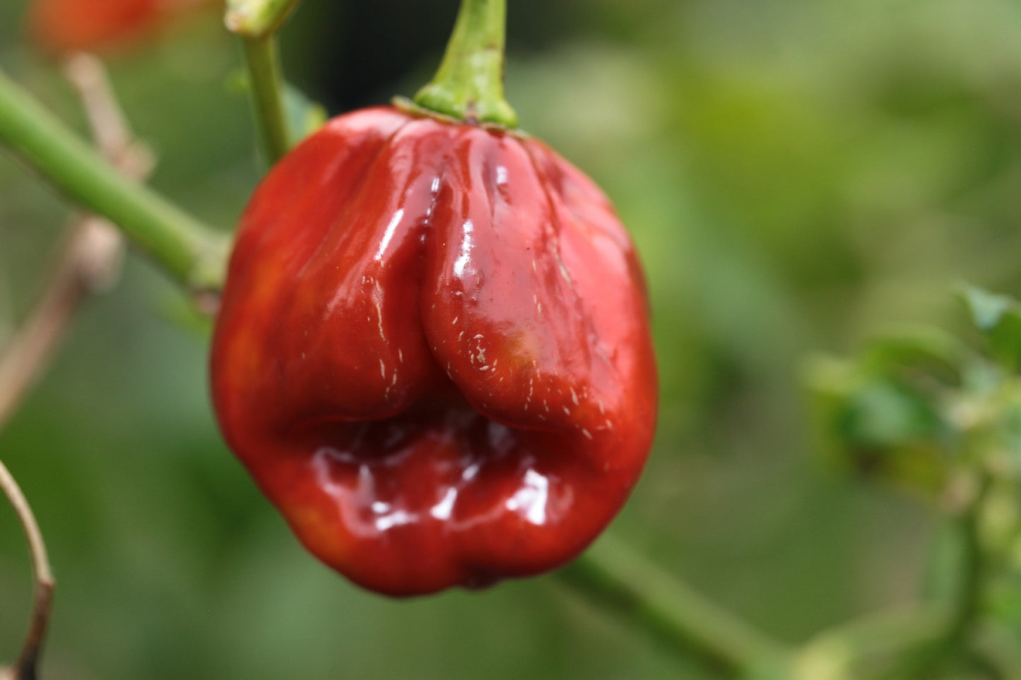 Trinidad 7 Pod