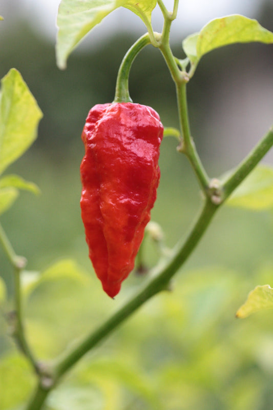 Trinidad Scorpion VV7