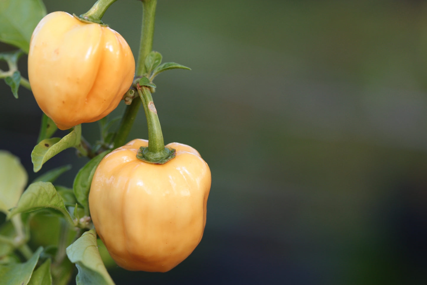 Habanero