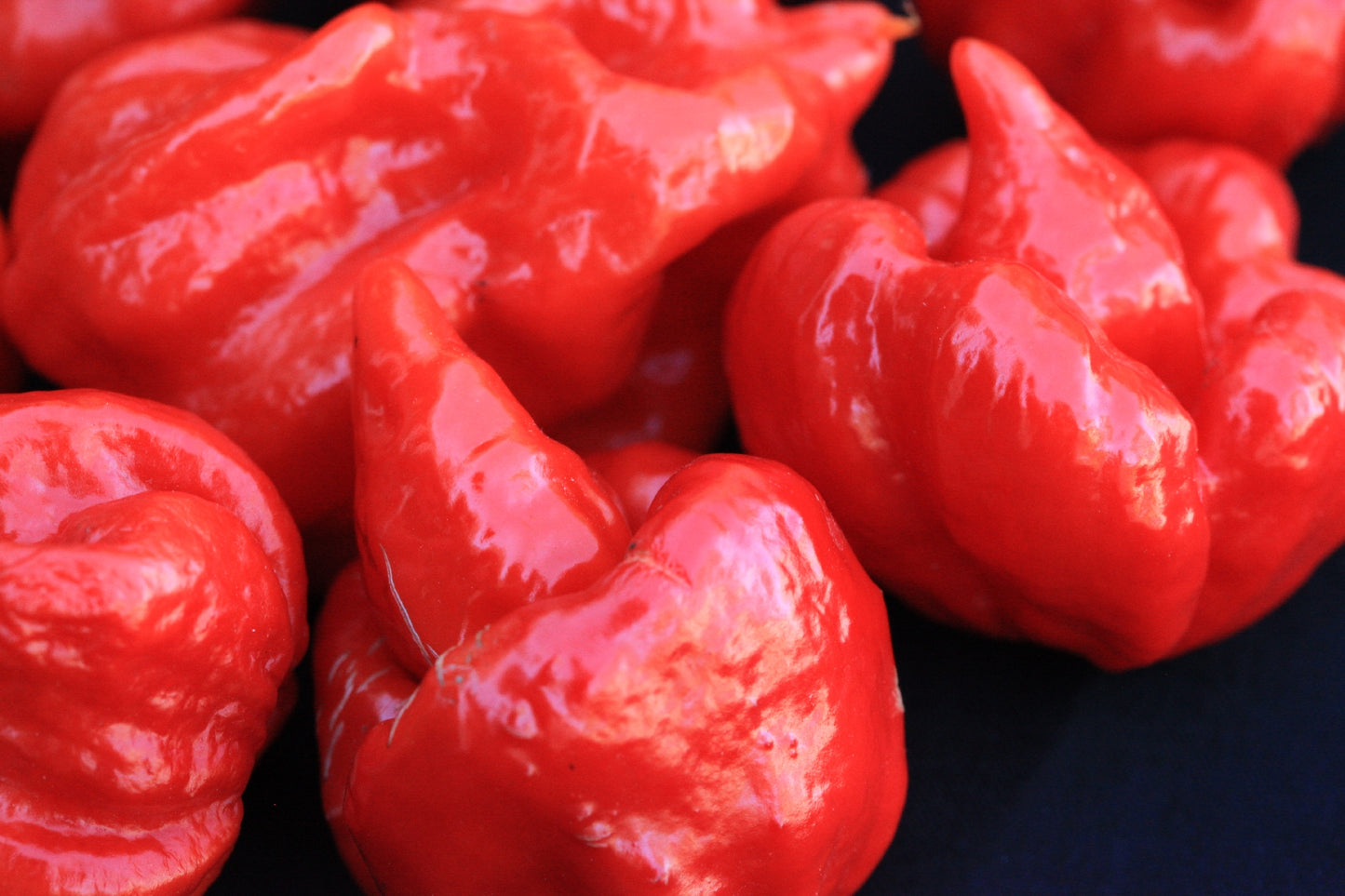 Trinidad Scorpion Butch Taylor Cross Trinidad 7 Pod Jonah