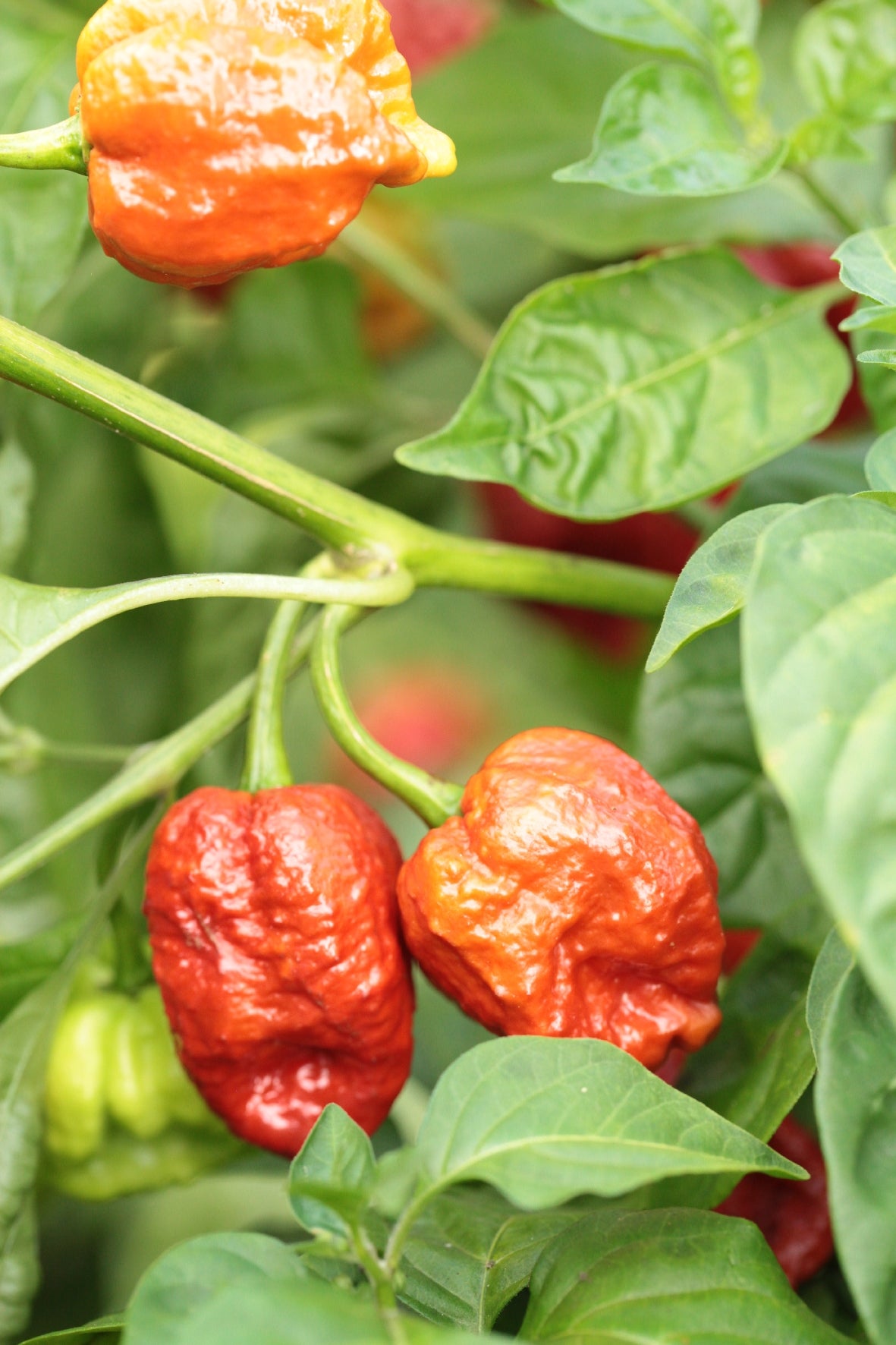 Trinidad Scorpion Moruga