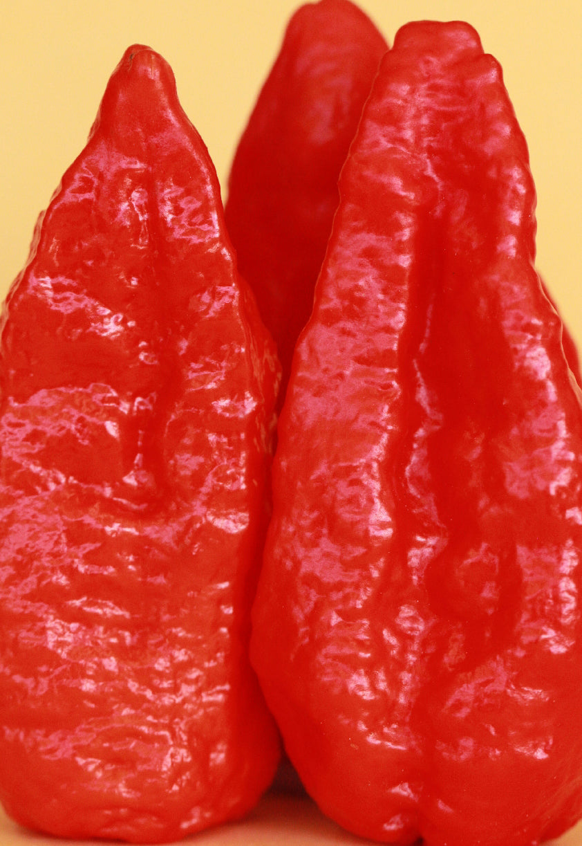 Naga Bhut Jolokia (Ghost Chilli) Cross Naga Viper Red