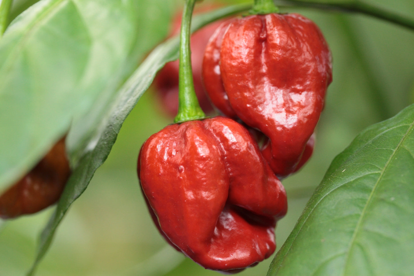 Trinidad Scorpion Butch Taylor