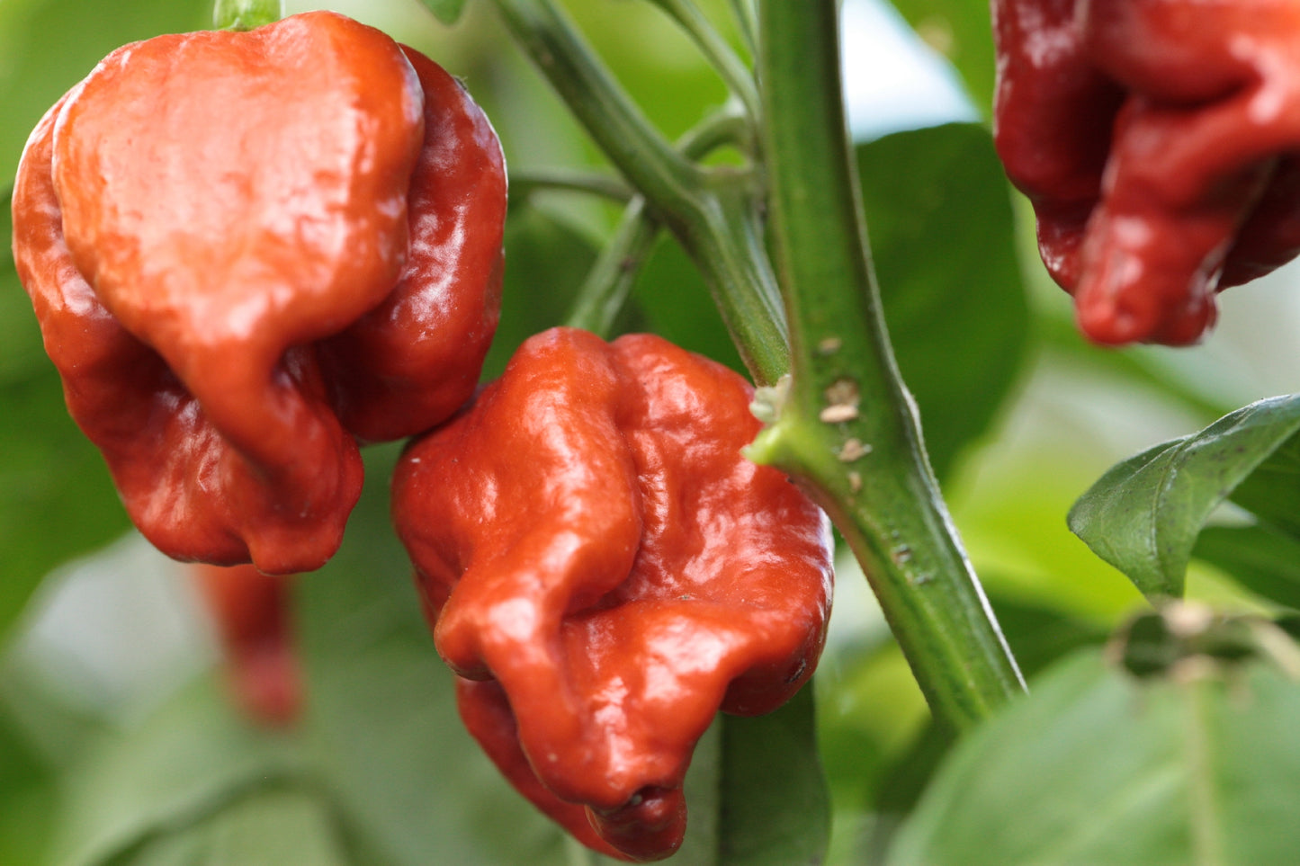 Trinidad Scorpion Butch Taylor