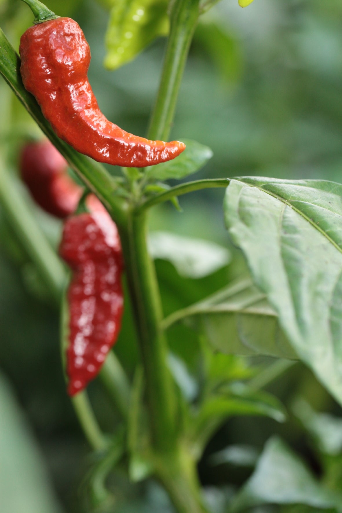 Trinidad Scorpion VV7